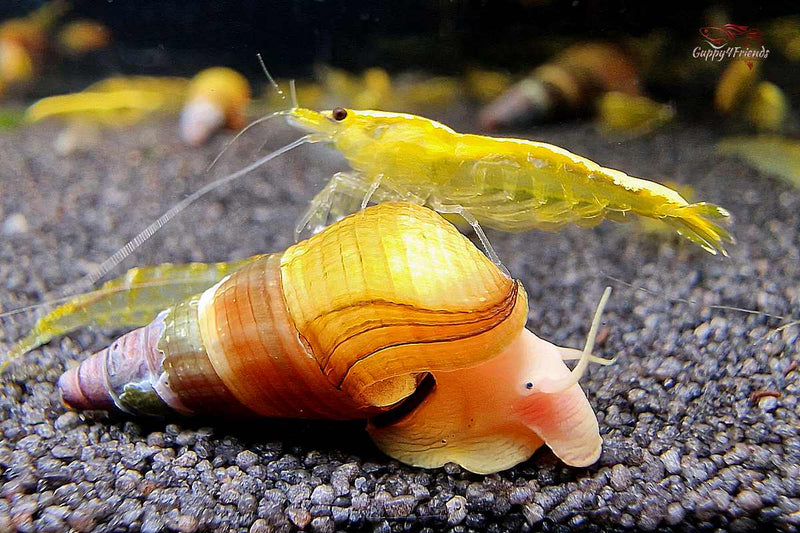 Tylomelanie-sp-Apricot-Aprikosen-Turmdeckelschnecke-riesen-Turmdeckelschnecke-Sulawesi-friedliche-Schnecke-Aquariumschnecken-Hartwasser-aprikosenfarbene-Felsenschnecke-Guppy4friends-schnecken-online-kaufen