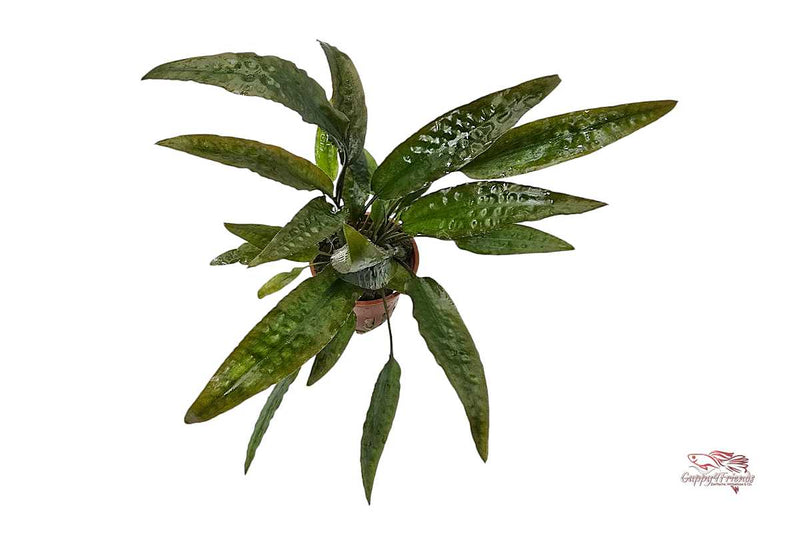 Cryptocoryne Usteriana – Riesen-Wasserkelch / Topf - Guppy4Friends