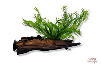 Microsorum-pteropus-Windelov-auf-Wurzel-mit-Saugnapf-Tropica-Aquariumplants-Aquadecor-Javafarn-auf-Wurzel-Aquariumdeko-lebende-Pflanzen-Unterwasserpflanze-Farn-für-Aquarium
