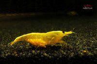 Neocaridina-davidi-yellow-fire-neon-backstripe-Rückenstrich-Garnele-Rückenstrichgarnele-Yellow-Fire-Zwerggarnelen-Ziergarnelen