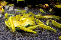 Feeding-Shrimp-time-shrimp-food-dried-vegetables-Neocaridina-davidi-yellow-fire-neon-backstripe-Rückenstrich-Garnele-Rückenstrichgarnele-Yellow-Fire-Zwerggarnelen-Ziergarnelen