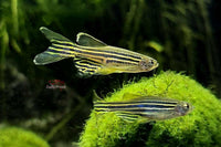 Zebrabärbling Schleier / Brachydanio rerio - Schwarmfische