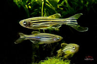 Zebrabärbling Schleier / Brachydanio rerio - Schwarmfische