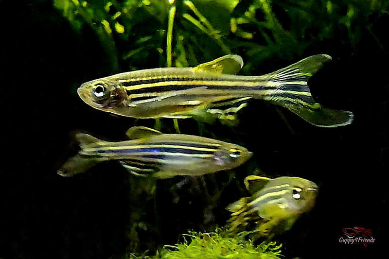 Zebrabärbling Schleier / Brachydanio rerio - Schwarmfische