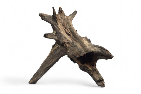 Corbo-Stump  / Aquariumwurzel 42 x 28 x 36cm - Unikat