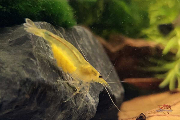 Gelbe-Amanogarnele-yellow-caridina-multidentata-bunte-Garnelen-farbige-Garnelen-Ziergarnelen-Algenfresser 