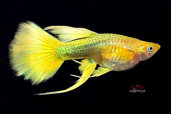 Guppy Full Gold 24k Ribbon Gullwing / Hochzucht Guppy Poecilia reticulata *DNZ*