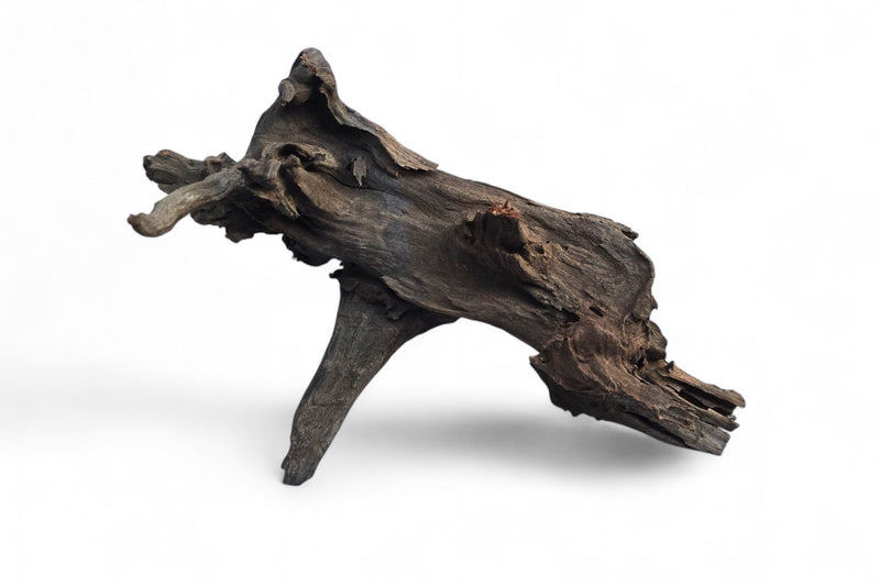 (Kopie) Corbo-Stump  / Aquariumwurzel 50 x 28 x 30cm - Unikat
