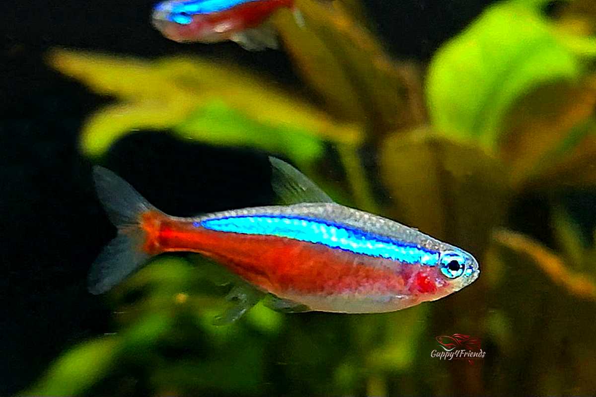Roter Neon - Paracheirodon Axelrodi