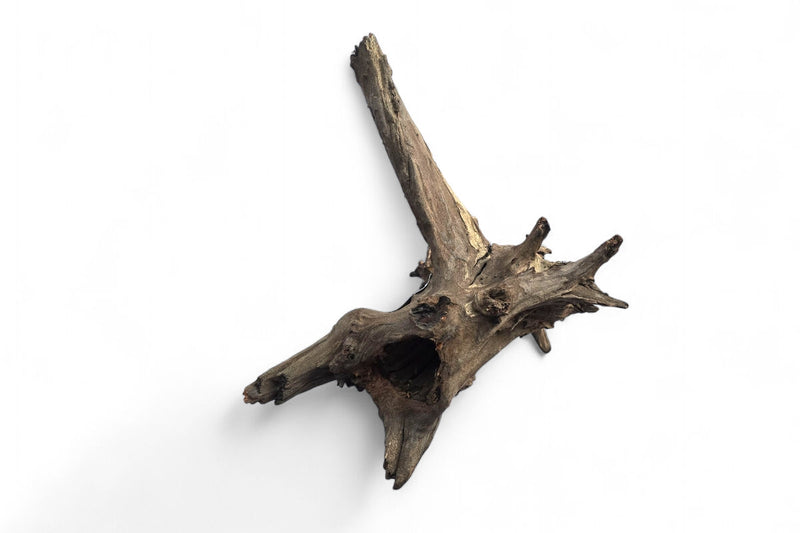 Corbo-Stump  / Aquariumwurzel 42 x 28 x 36cm - Unikat