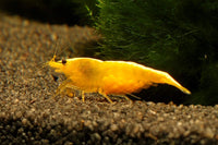 Yellow-Shrimp-tank-Neocaridina-davidi-yellow-fire-neon-backstripe-Rückenstrich-Garnele-Rückenstrichgarnele-Yellow-Fire-Zwerggarnelen-Ziergarnelen