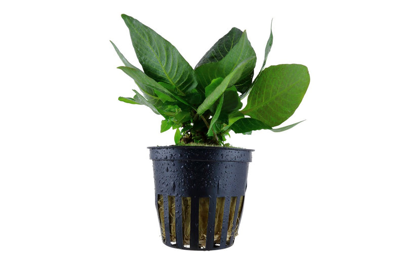 Hygrophila Corymbosa kompakt. Kleiner Wasserfreund Aquariumpflanze. Vordergrundpflanze. Sehr pflegeleichte Aquariumpflanze. 