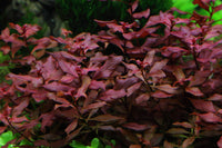 Ludwigia palustris `Super red`  eine der einfachsten roten Aquariumpflanzen. Die roteste Aquariumpflanze. Benötigt weniger Licht als andere rote Pflanzen. Bekommt rote Blattfarben ohne CO2. Sehr pflegeleichte rote Aquariumpflanze. 