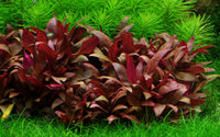 Alternantherea reineckii Mini Tropica In-Vitro 1-2Grow teppichbildende Vordergrundspflanze Aquascaping Pflanze Aquariumpflanze rot viel Licht viel Nährstoffe CO2-Düngung Guppy4friends