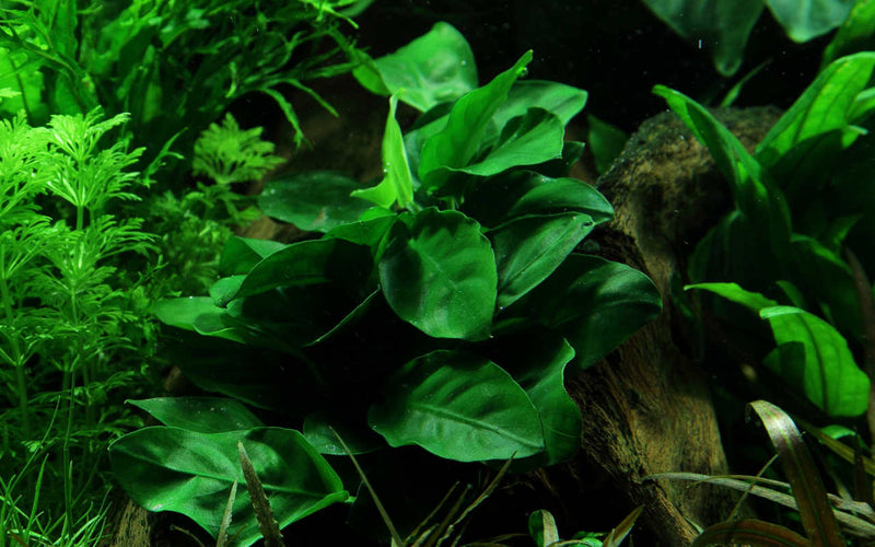 Anubias barteri var. Nana, sehr einfache und anspruchslose Aquariumpflanze. Aufsitzerplanze für Aquariumholz und Steine. Anubias im Raum Ulm bis Allgäu
