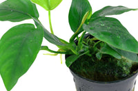 Anubia Nana Anubias barteria var. Nana, Vordergrundpflanze Pflanze für Mittelgrund. Mag weiches bis hartes Wasser. Zwergspeerblatt. Das Zwerg-Speerblatt ist eine Sumpfpflanze aus der Familie der Aronstabgewächse. Sehr beliebte Aquarienpflanze