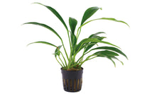 Anubias barteri var. angustifolia robuste barschfeste Aufsitzerpflanze anspruchslos langsamwachsend keine Pflege notwendig Rhizom