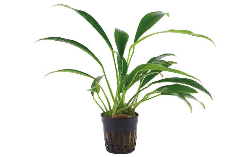 Anubias barteri var. angustifolia robuste barschfeste Aufsitzerpflanze anspruchslos langsamwachsend keine Pflege notwendig Rhizom