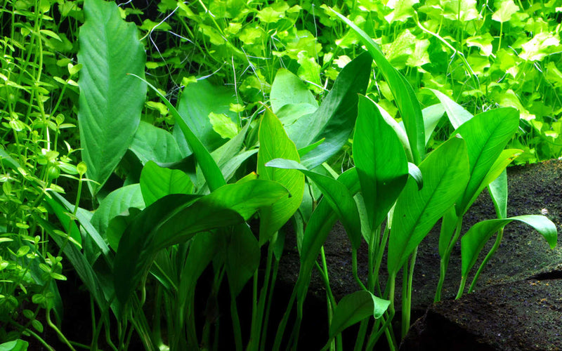 Anubias barteri var. angustifolia schöne grüne Aquariumpflanze zum Aufbinden auf Wurzeln und Aquariumsteine Lavastein