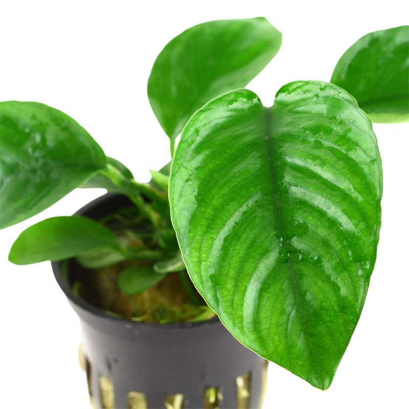 Anubias barteri var. caladiifolia. Robuste anspruchslose Aquariumpflanze. Wächst auch im Schatten, benötigt wenig Licht. Keine Ansprüche an die Wasserparameter. Guppy4friends