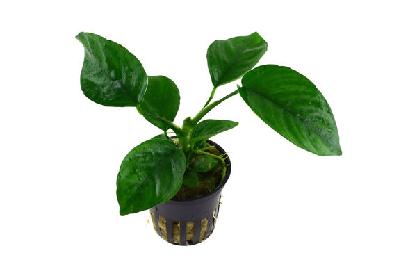 Anubias barteri var. caladiifolia sehr leicht zu pflegende Anfängerpflanze. Herzförmige Blätter. Aquariumpflanze Guppy4friends