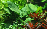 Anubias barteri var. caladiifolia sehr leicht zu pflegend auch für Neulinge und unerfahrene Aquarianer.