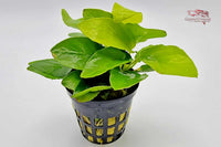 Anubias-Nana-Gold-Speerblatt-Zwergspeerblatt-Anubia-Aufsitzerpflanze-Gelb-Gold-robuste-Blätter-flexible-Wasserwerte