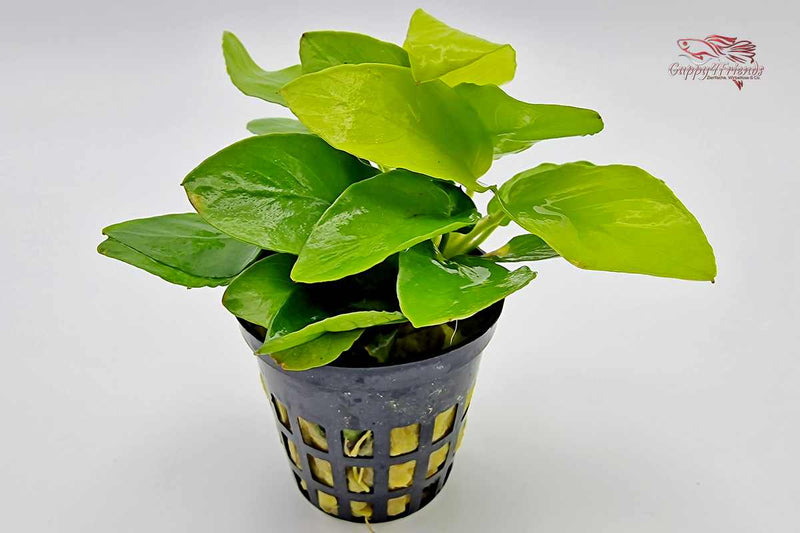 Anubias-Nana-Gold-Speerblatt-Zwergspeerblatt-Anubia-Aufsitzerpflanze-Gelb-Gold-robuste-Blätter-flexible-Wasserwerte