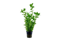 Bacopa-caroliniana-stängelpflanze-Hintergrundpflanze- Aquariumpflanze-Wasserpflanze