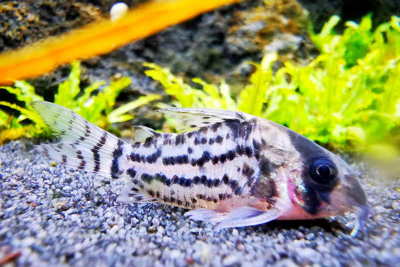 Corydoras-Schwartz-Schwartzii-Bänderpanzerwels-Schwartz´-Panzerwels-Corydoras-Bodenfische-Bodenbewohner-gründeln-Nahrung-suchen-Aquariumfisch