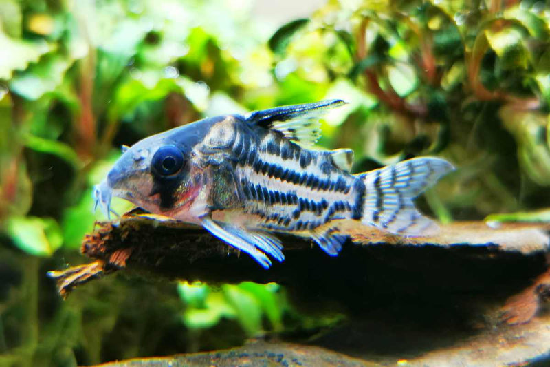 Corydoras-Schwartz-Schwartzii-Bänderpanzerwels-Schwartz´-Panzerwels-Corydoras-Bodenfische-Bodenbewohner-gründeln-Nahrung-suchen-Aquariumfisch