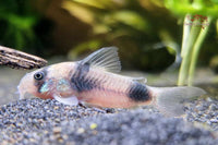 Corydoras Weitzmani / Zweifleck-Panzerwels