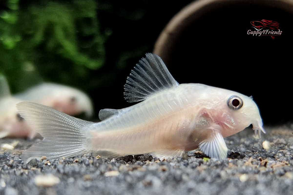 Corydoras-panda-snowwhite-snow-white-Corydoras-Panzerwels-schneeweiss-schneeweiß-super-white-Panzerwelse-Bodenfisch-Guppy4friends-Zierfische-online-kaufen-tropische-Fische-online-bestellen-Tierversand-Übernacht-Express-Lieferung-Aquariumbewohner-Aquariumfischekaufen-Bodenfische