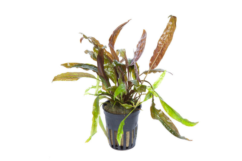 Cryptocoryne usteriana der riesen Wasserkelch, für Barschaquariuen geeignet, größte Cryptocorynen Art, 50-70cm lange Blätter, grüne Blattoberseite, rote Blattunterseite, robust gegenüber pflanzenfressenden Fischen. 