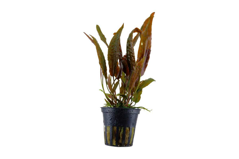 Cryptocoryne usteriana, sehr anspruchslos und robuste Aquariumpflanze, mag auch gerne hohe pH-Werte, 