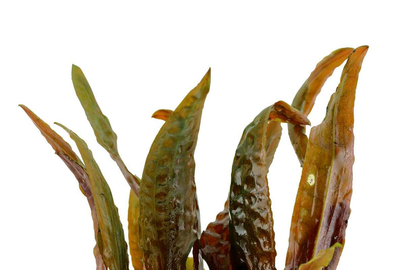 Cryptocoryne usteriana - ihre langen breiten Blättern dienen als Schutz für Aquariumfische. Topfpflanze Aquarium, Wasserkelch.