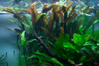 Cryptocoryne usteriana. Beeindruckende Aquraiumpflanze. Für große Aquarien geeignet, XL Aquariumpflanze für XL Aquarium. 