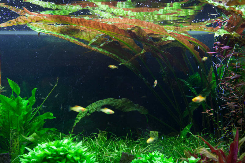 Cryptocoryne usteriana - der riesen Wasserkelch, Hammerschlag Cryptocoryne. Vermehrung durch Ausläufer