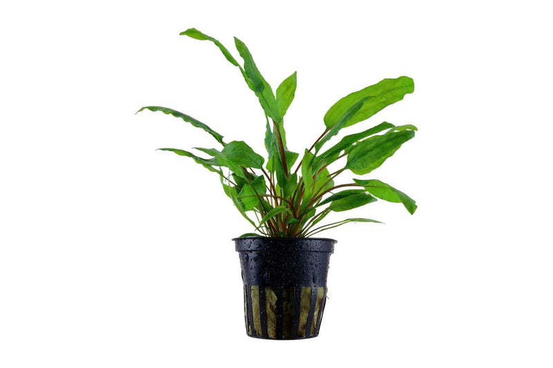 Cryptocoryne Wendtii `Green`. Einfach zu pflegende Aquariumpflanze für den Mittelgrund. Kommt auch in sehr hartem Wasser zurecht. Anfängerpflanze Aquarium. 