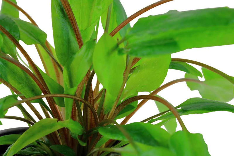 Cryptocoryne Wendtii `Green` sehr geliebte Wasserkelch-Art der Cryptocorynen. Wächst buschig im Aquarium, kann in schattigen Bereichen im Aquarium gut gedeihen. 