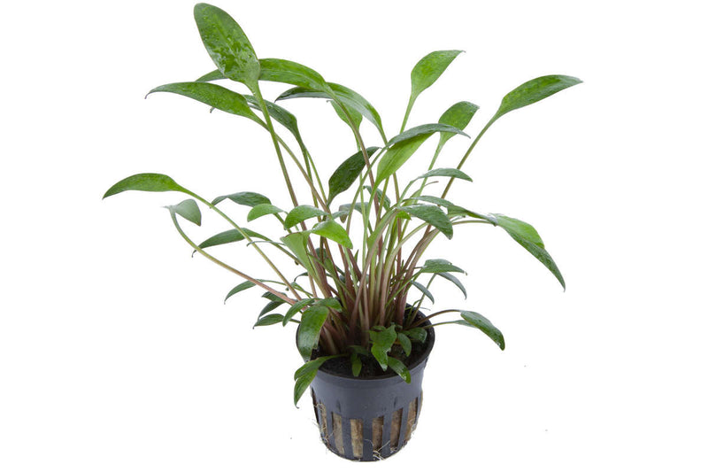 Cryptocoryne x willisii Aquariumpflanze Mittelgrund. Einfach zu pflegende Auqariumpflanze. Water plants Tropica. Aquarium plant. Ausläuferpflanze. 