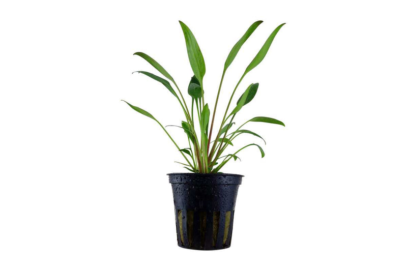 Cryptocoryne x willisii bildet 7-15cm breite Rosetten. Schmale, schlanke Cryptocorynen-Art. Für alle Aquariumtypen geeignet. Wenig Pflegeaufwand, einfach zu halten. Schöne Unterwasserpflanze. 