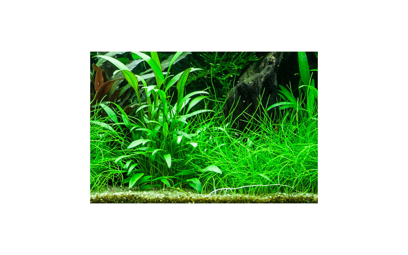 Cryptocoryne x willisii kann sich zu einem Rasen entwickeln. Cryptocoryne willisii besitzt zwarte, längliche grüne Blätter. Erreicht eine Höhe von 10-20cm. 