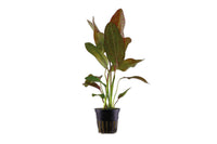 Echinodorus-Ozelot-schnellwüchsige-Echinodorus-Schwertpflanze-Aquarium-grüne-Blätter-dunkelbraune-Flecken-waterplant-aqua-plant-aquarium
