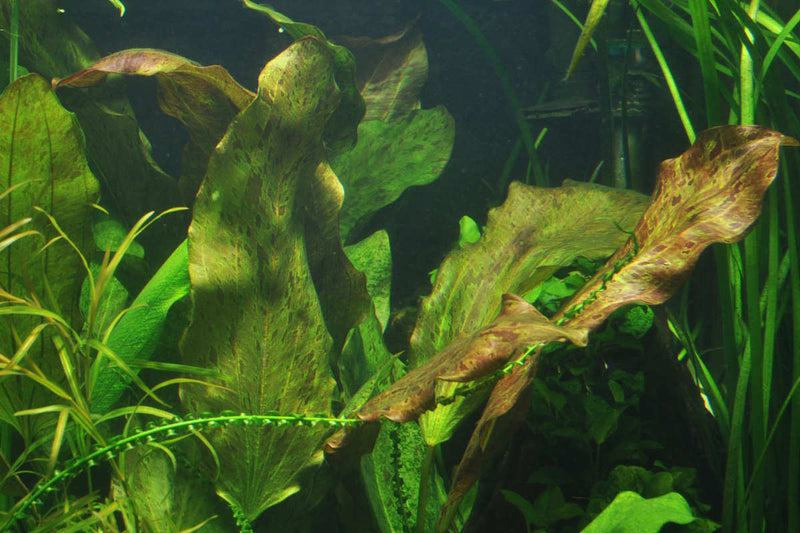 Aquariumpflanze-Hintergrund-Echinodorus-Ozelot-Echinodoren-Solitärpflanze