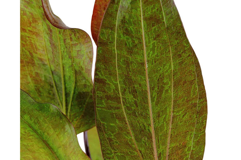 Echinodorus-Ozelot-Red-Aquariumpflanze-Hintergrund-Hintergrundpflanze-waterplants-Echinodoren-Sorte-Aquarium