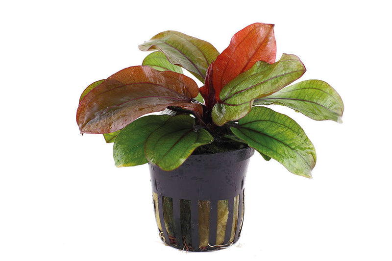Echinororus Reni. Solitärpflanze 2 farbig. Zweifarbige Aquariumpflanze. Einfach zu pflegende Aquariumpflanze. Rote Echinodorus. Rote Aquariumpflanze. Pflegeleichte Aquariumpflanze. 
