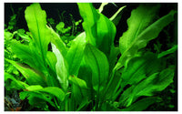 Echinodorus grisebachii bleherae. Schnellwachsende Aquariumpflanze. Echinodorus grisebachii gedeiht auch bei wenig Licht. Solitärpflanze Aquarium. 
