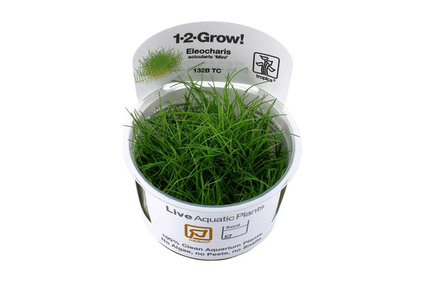 Eleocharis acicularis In-Vitro. Bodendecker Mini Nadelsimse Aquariumpflanze. Einfacher zu pflegen als Eleocharis parvula. 