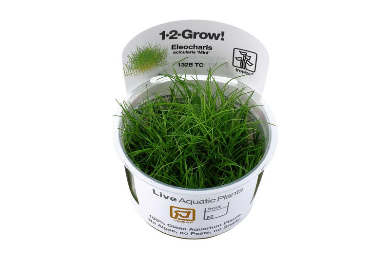 Eleocharis acicularis In-Vitro. Bodendecker Mini Nadelsimse Aquariumpflanze. Einfacher zu pflegen als Eleocharis parvula. 